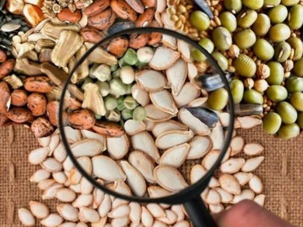 Пять заблуждений о покупке семян в Интернете: что на самом деле показывают отзывы про Семяныч